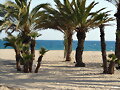 Grupo Palmeras (Rosses-Girona)