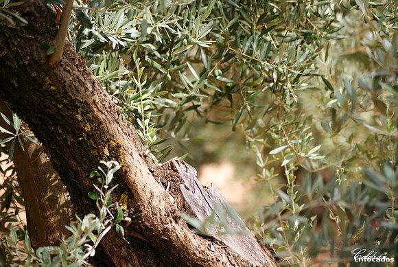 Oro verde