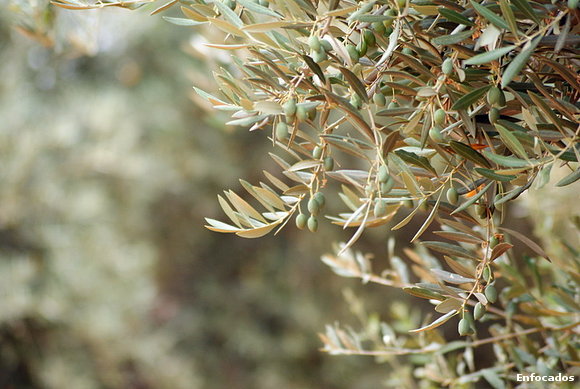 Aceitunas (Jaén)