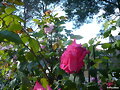 Rosas Trepadoras