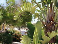 Palmera (Isla del farol)