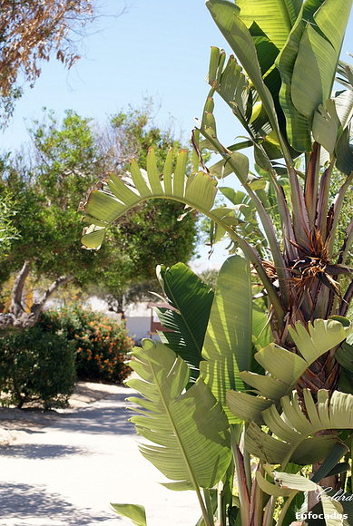 Palmera (Isla del farol)