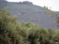 Manto verde