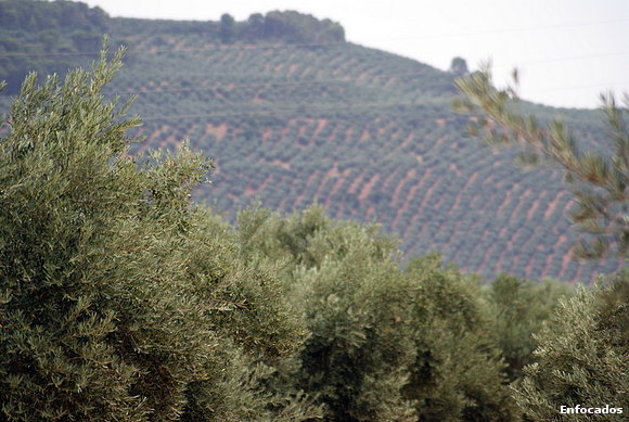 Manto verde