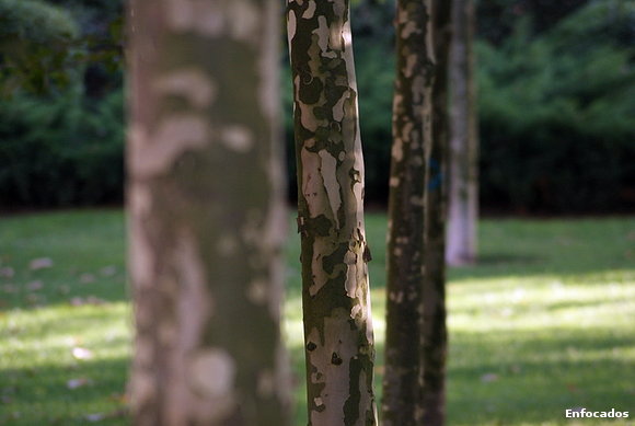 Árboles