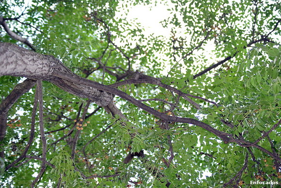 Verde cielo