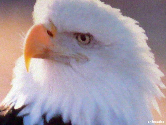 Aguila