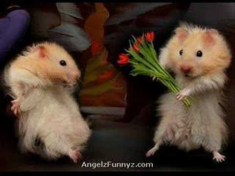 FUNNY  HAMSTERS.