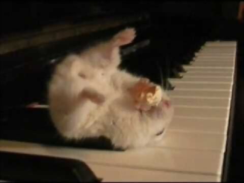 HAMSTER ON A PIANO.