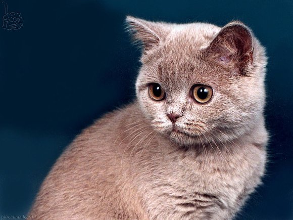 GATO