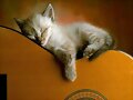 GATO...