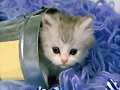 GATITO..