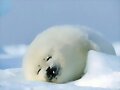 FOCA..