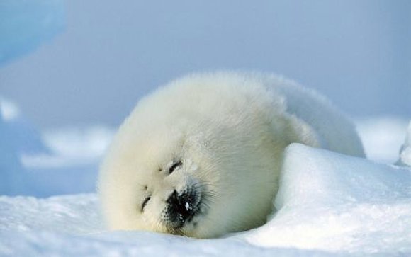 FOCA..