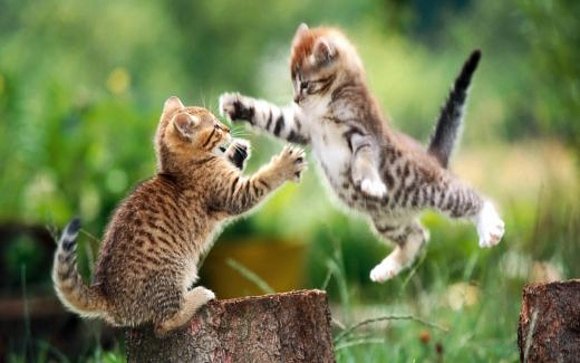 PELEA..