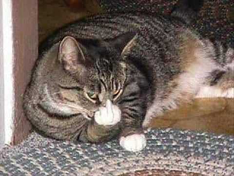 GATOS LOCOS 2