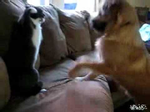BOXEO..GATO VS PERRO