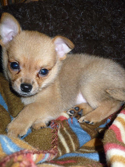 mi baby Rocky