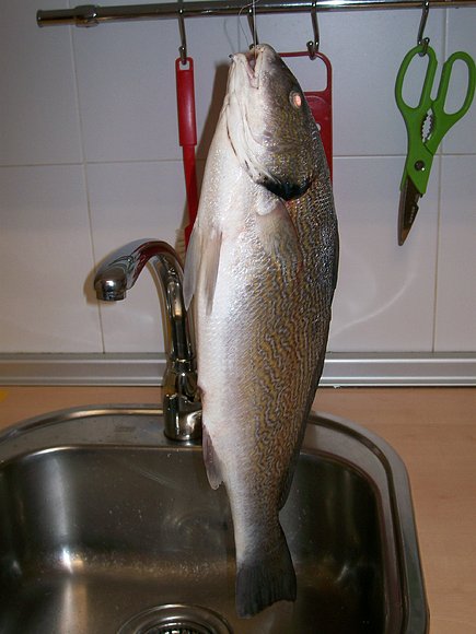 berrugato