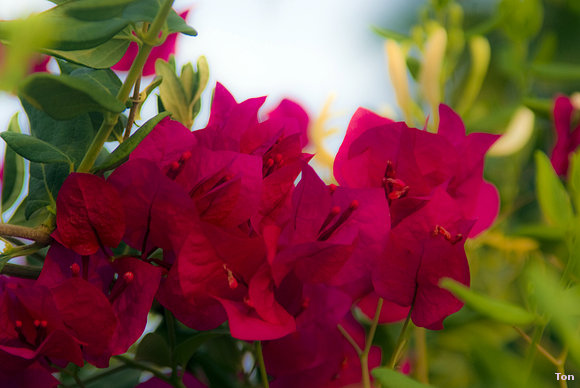 Flores