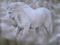 Un caballo blanco