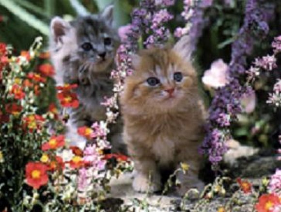 los hermoso gatitos