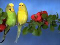 los loritos
