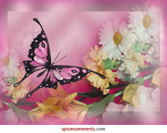 mariposas y rosas