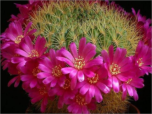 coleccion de cactus