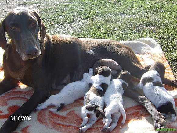 os presento a mis nietos,