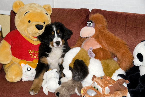 Cual no es un peluche????