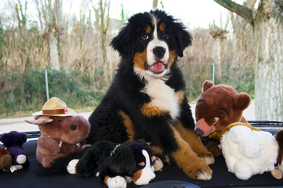 Peluche para el salpicadero de la autocaravana.