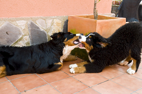 Mathias y Biot pasandoselo pipa.