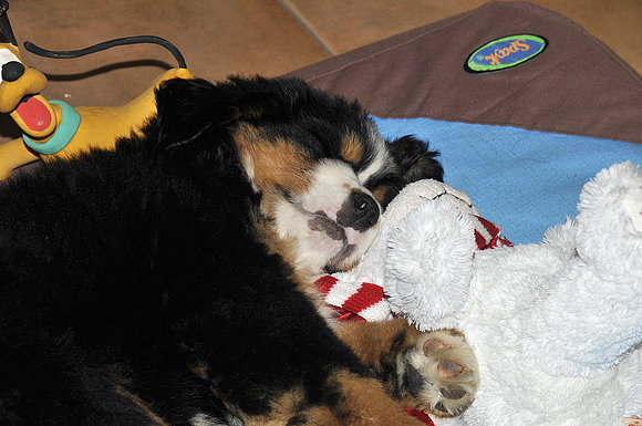 Biot con 2 meses