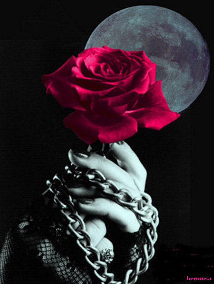 Rosa