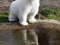 Osito..