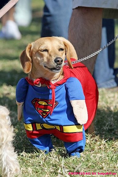 Super perrito!