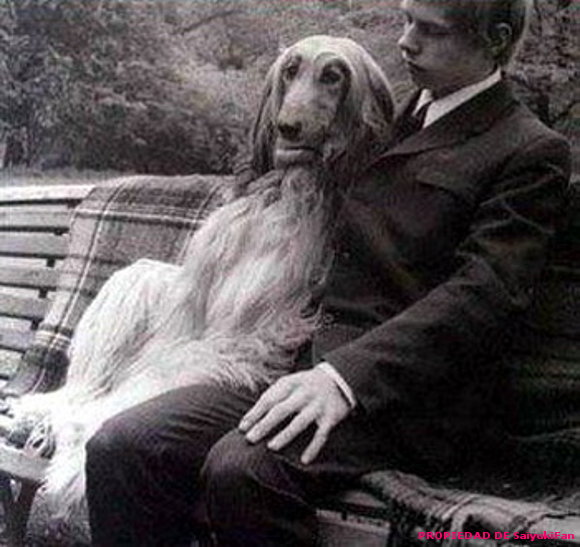 Perra y hombre