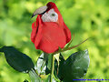 rosa roja