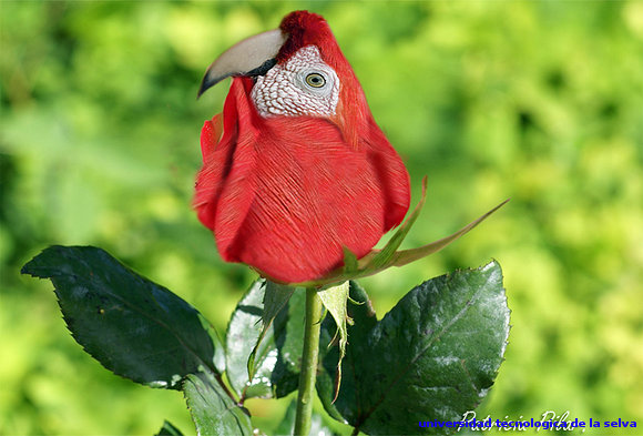 rosa roja