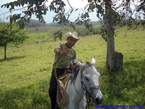 dia de campo