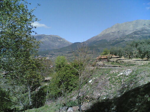 Castañar en las cinco villas