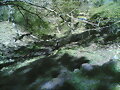 Casta&ntilde;os en San Esteban del valle