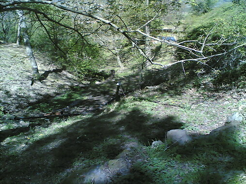Castaños en San Esteban del valle