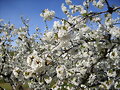 Cerezos en flor en el jerte 1