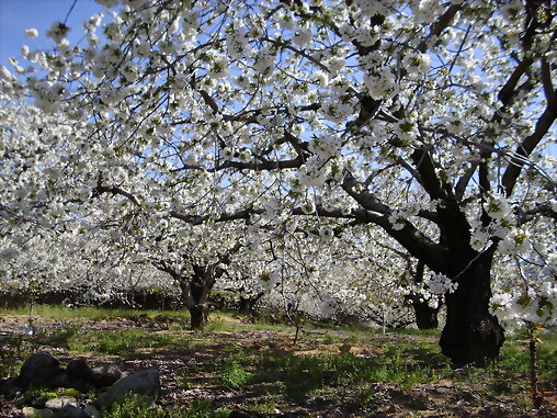 Valle el Jerte