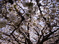 cerezos en el valle del Jerte