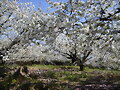 Mas cerezos  del Jerte