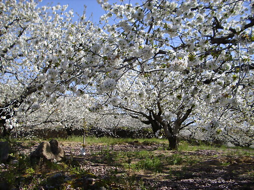Mas cerezos  del Jerte