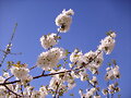 mas flores de cerezos